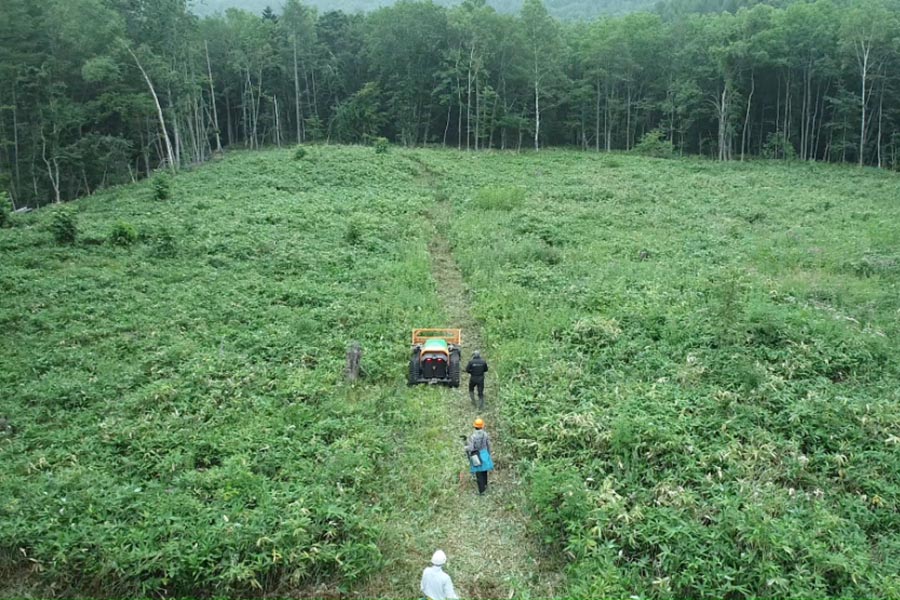 Case Study: Gigasolar meistert die Aufgabe der Wiederaufforstung der Sumitomo Forestry Group mit MDB Green Climbers