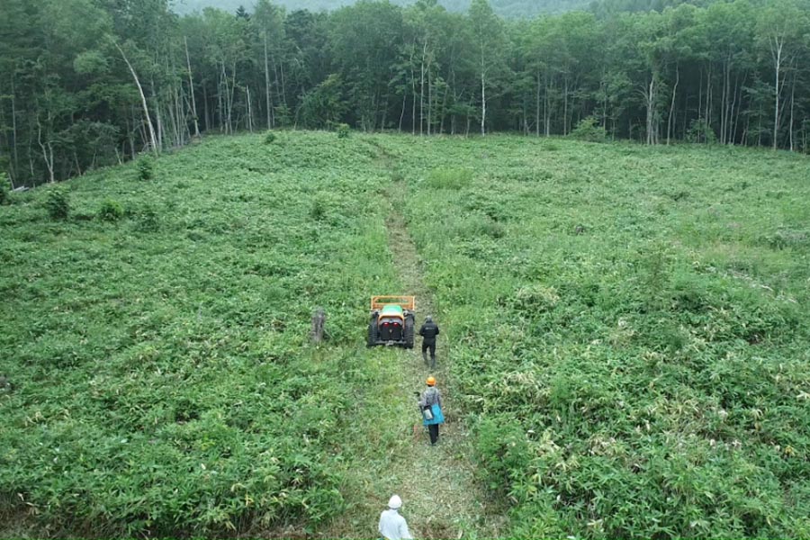 Case Study: Gigasolar risolve la sfida della riforestazione del Sumitomo Forestry Group con i Green Climbers della MDB